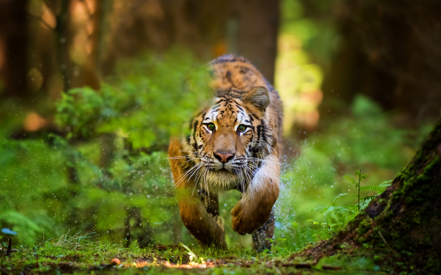 2048x1367 pix. Wallpaper animals, tiger, splash, tunning tiger, wild cat, super photo