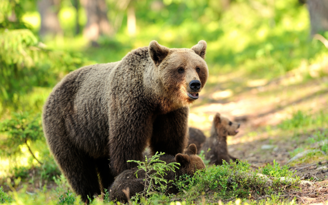 6800x4525 pix. Wallpaper animals, cub, bear, bear cub, brown bear