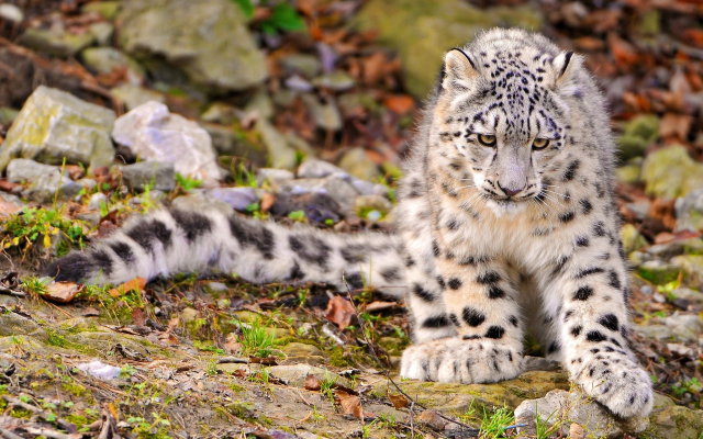 2560x1700 pix. Wallpaper snow leopard, cub, animals, leopard