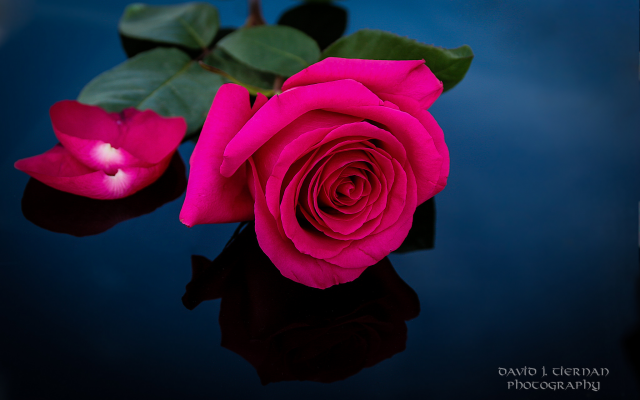 2048x1354 pix. Wallpaper rose, flowers, petals, nature