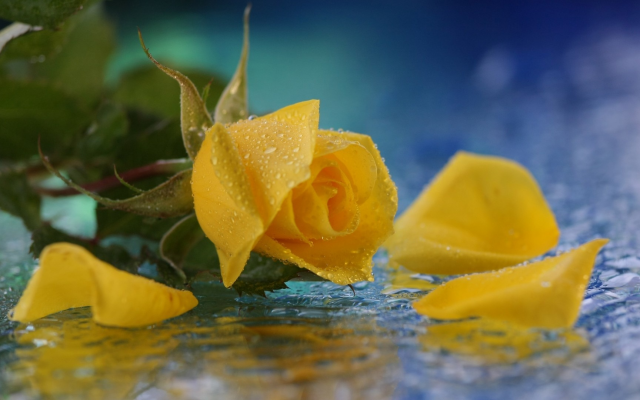 1920x1080 pix. Wallpaper rose, yellow rose, flowers, water drops, nature