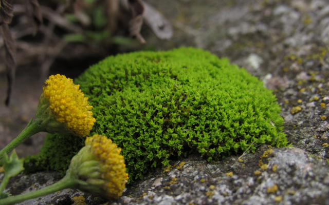 4608x3456 pix. Wallpaper moss, green, flowers, nature