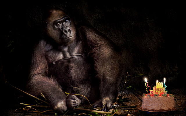 2048x1365 pix. Wallpaper monkey, gorilla, cake, birthday, animals