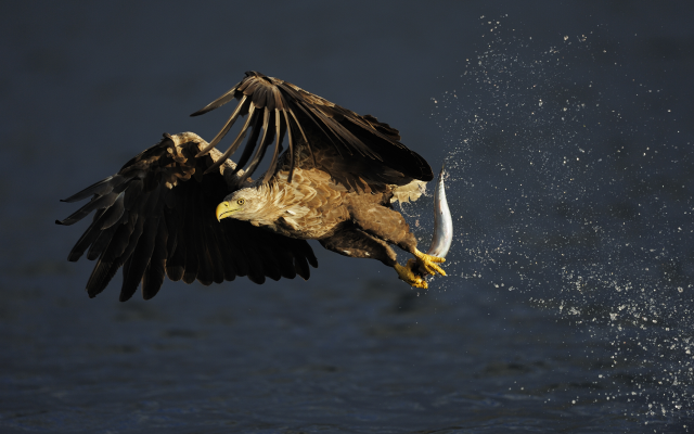 4000x2662 pix. Wallpaper eagle, bird, predator, water, drops, fish, sea, animals