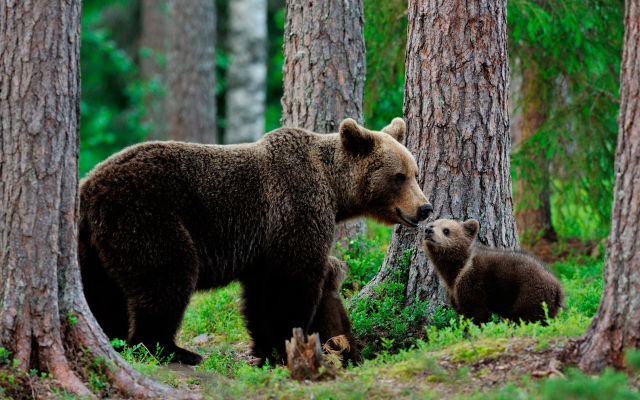 3000x2000 pix. Wallpaper animals, bears, bear cub, cub, forest, tree