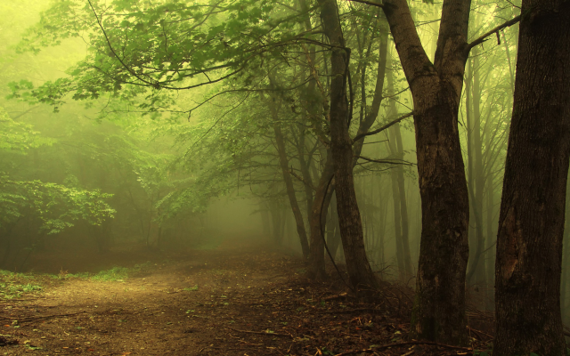 2560x1440 pix. Wallpaper forest, mist, trees, fog