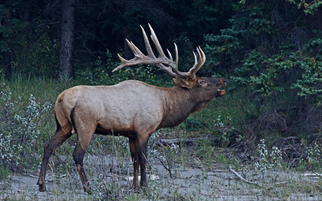 2048x1404 pix. Wallpaper elk, animals, horns