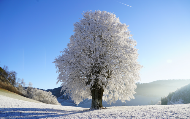7952x5304 pix. Wallpaper tree, frost, snow, winter, nature