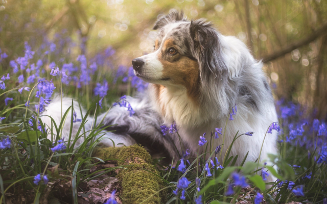 2667x2027 pix. Wallpaper dog, animals, flowers, nature, spring