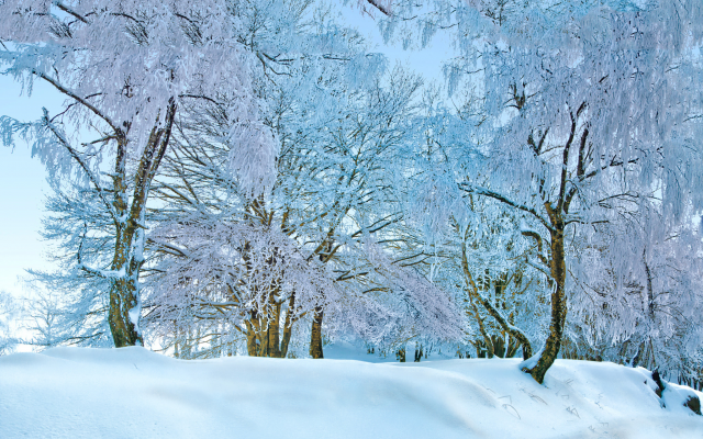 2048x1359 pix. Wallpaper winter, landscape, tree, snow, hoarfrost, nature