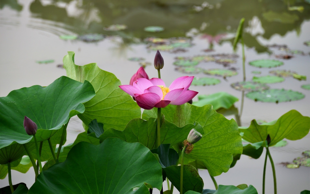 1920x1276 pix. Wallpaper lotus, pink lotus, leaves, pond, flowers, nature