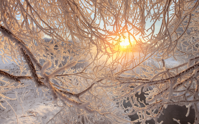 2000x1335 pix. Wallpaper nature, branches, snow, winter, sun, frost