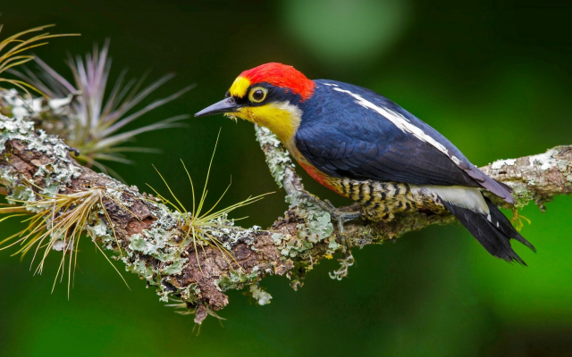 1920x1200 pix. Wallpaper woodpecker, branch, bird, animals, brazil, yellow fronted woodpecker