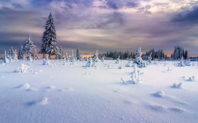 1980x1320 pix. Wallpaper snow, winter, landscape, nature, clouds, fur tree