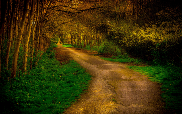 5476x3223 pix. Wallpaper road, tree, autumn, park, light, nature