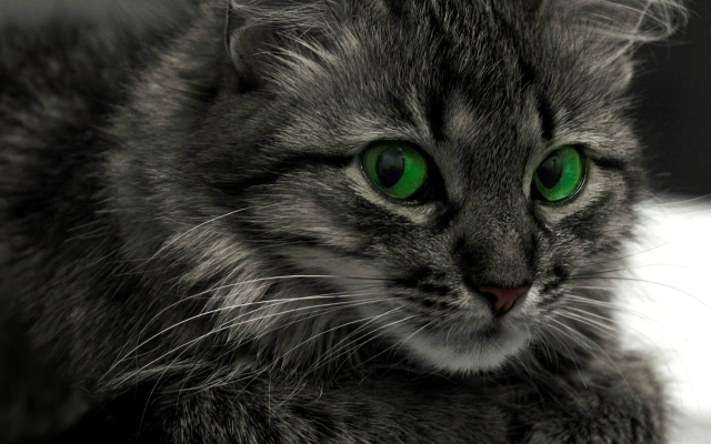2000x1334 pix. Wallpaper cat, animals, green eyes