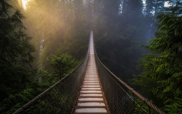 2000x1313 pix. Wallpaper forest, nature, suspension bridge, tree