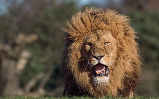 2048x1333 pix. Wallpaper lion, predator, savannah, animals