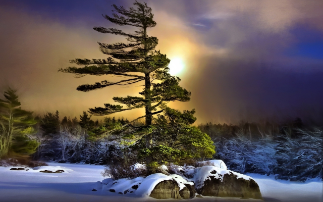 1920x1200 pix. Wallpaper winter, night, tree, snow, overcast, nature