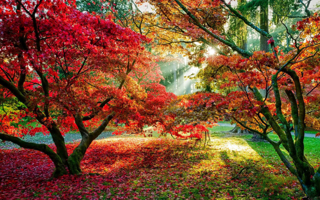 1920x1080 pix. Wallpaper trees, forest, sun rays, fall, leaves, red leaves