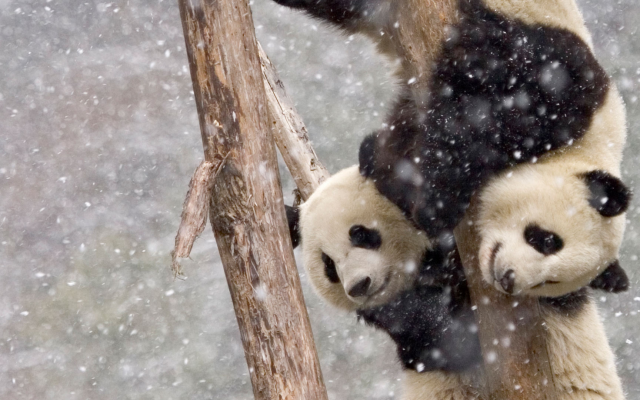 1920x1080 pix. Wallpaper panda, snow, tree, winter, animals, zoo