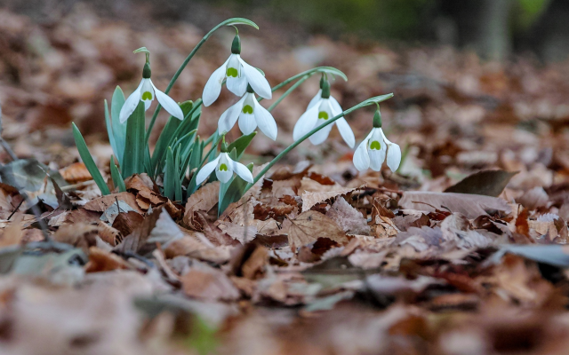 2048x1366 pix. Wallpaper snowdrops, leaves, dry leaf, spring, flowers, nature