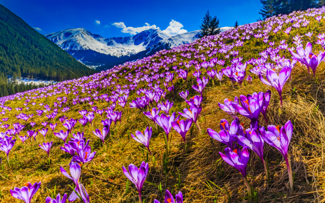 5417x3464 pix. Wallpaper nature, landscape, spring, mountains, snow, meadow, flowers, crocuses, saffron
