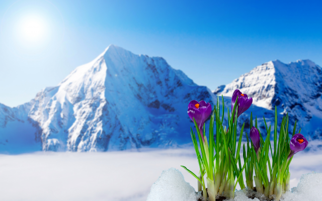 4500x3000 pix. Wallpaper nature, landscape, spring, mountains, snow, flowers, crocuses, saffron