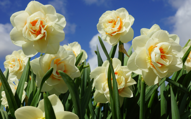 3840x2364 pix. Wallpaper nature, spring, flowers, daffodils