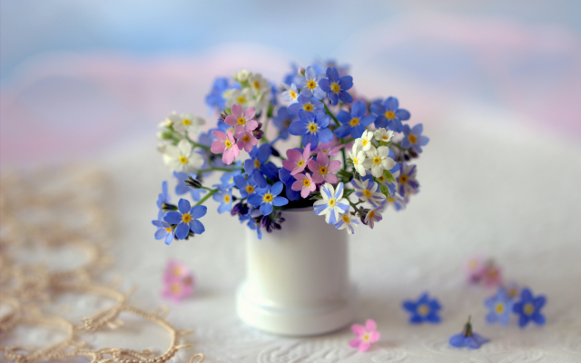 2048x1365 pix. Wallpaper vase, flowers, forget-me-not, nature