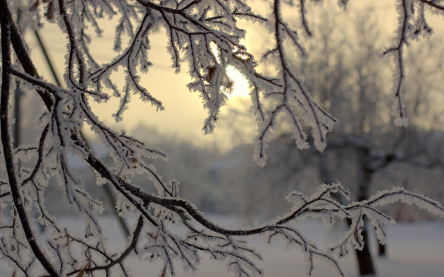 2048x1365 pix. Wallpaper nature, winter, snow, branches, hoarfrost