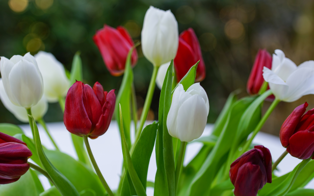7360x4912 pix. Wallpaper tulips, red tulips, white tulips, bouquet, snow, spring, flowers
