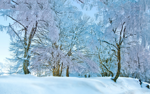 2048x1359 pix. Wallpaper nature, winter, snow, tree, frost