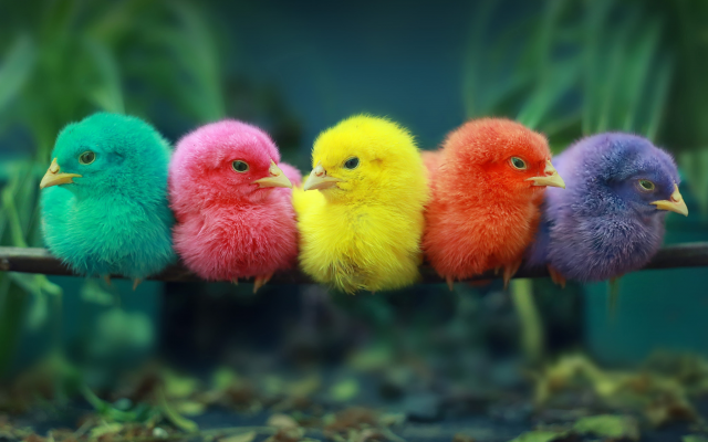2048x1396 pix. Wallpaper birds, chicks, perch, colorful chicks, animals