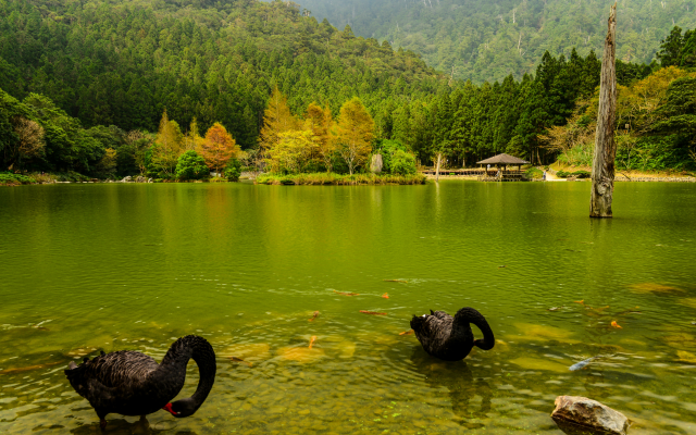 4000x2560 pix. Wallpaper japan, nature, landscape, autumn, river, forest, birds, swan, black swan