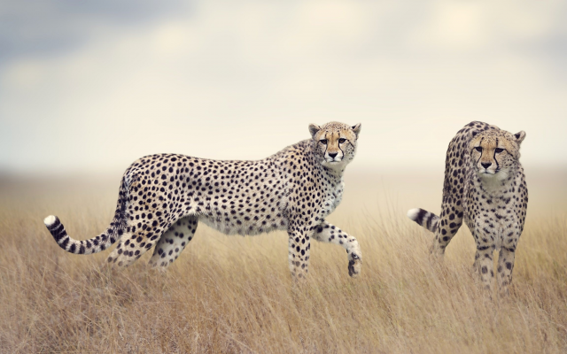 2560x1440 pix. Wallpaper cheetah, animals, field