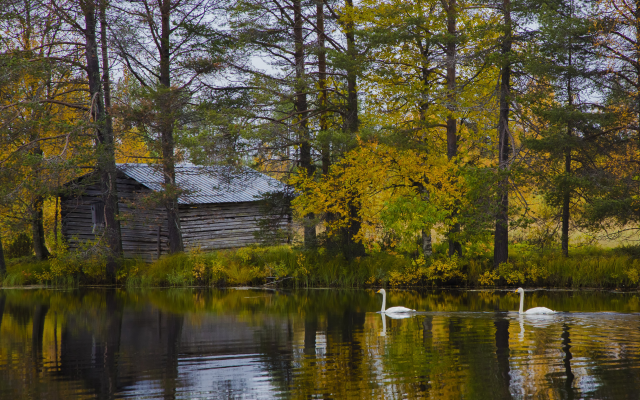 3300x2200 pix. Wallpaper finland, nature, landscape, lake, tree, autumn, birds, swan, house