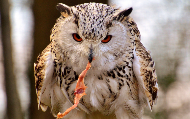 3370x2270 pix. Wallpaper owl, birds, animals