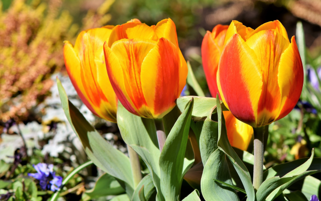 4839x3336 pix. Wallpaper tulips, flowers, leaves, spring, nature