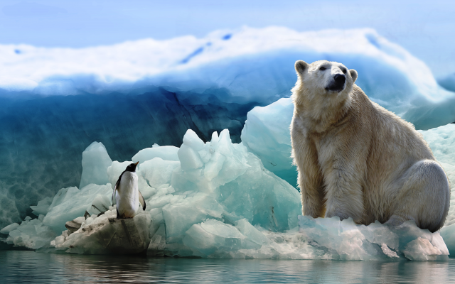 8412x4825 pix. Wallpaper bear, polar bear, penguin, ice, arctic, antarctica, animals