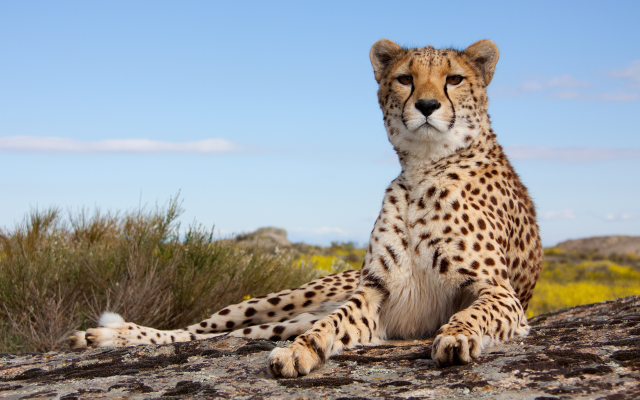 4462x2894 pix. Wallpaper cheetah, paws, animals, wild cat