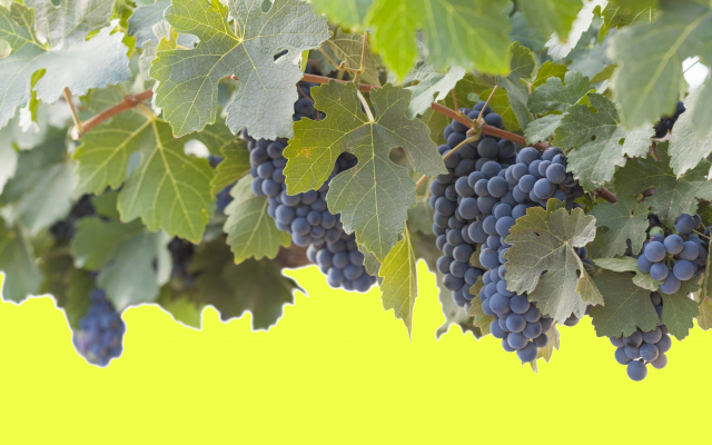 3450x1861 pix. Wallpaper grapes, leaves, blue grapes, nature, food