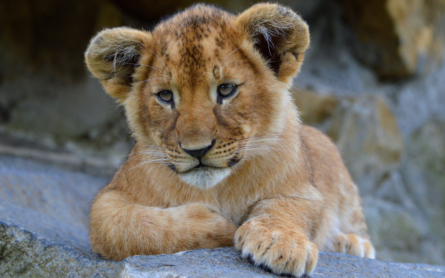 3840x2160 pix. Wallpaper lion cub, lion, animals