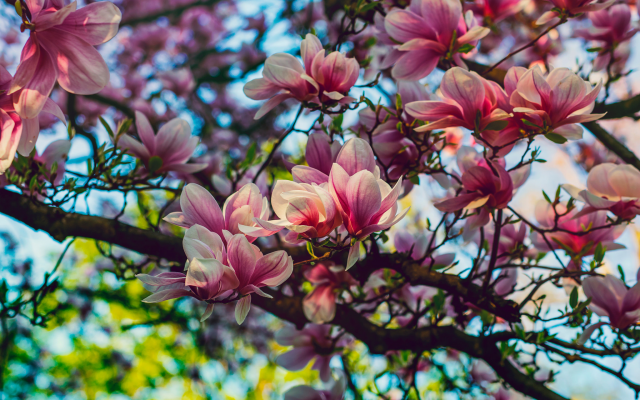 2048x1365 pix. Wallpaper nature, spring, tree, branches, bloom, flowers, magnolia