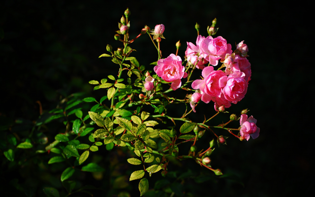 2048x1371 pix. Wallpaper branch, leaves, flowers, roses, buds, nature