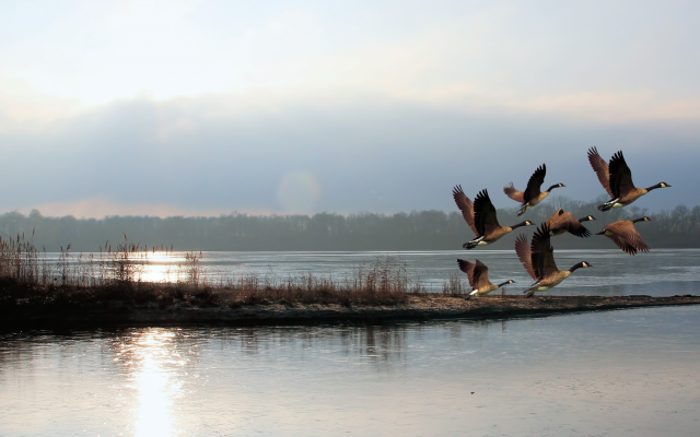 4272x2403 pix. Wallpaper nature, lake, twilight, dawn, morning, bird, geese, goose, duck