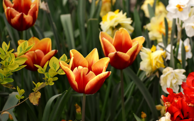 6000x3709 pix. Wallpaper spring, flowers, tulips, daffodils, nature