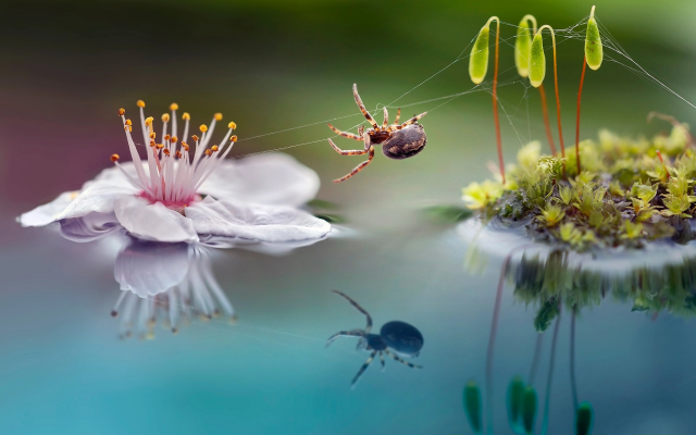 1920x1390 pix. Wallpaper macro, nature, moss, sprouts, flower, spider, reflection, animals, insects