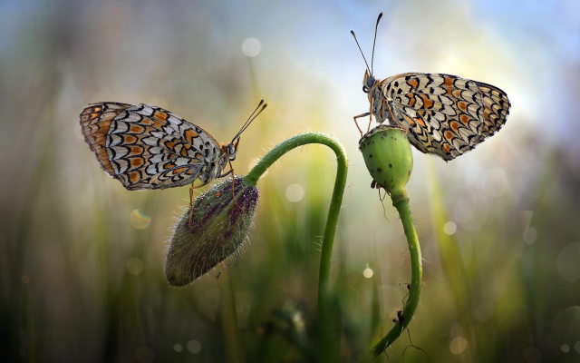 1949x1301 pix. Wallpaper nature, macro, grass, flower, bud, butterfly, couple, bokeh, insects, animals