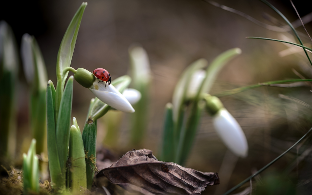 1920x1282 pix. Wallpaper nature, macro, spring, primroses, flowers, snowdrops, ladybug, insects, animals